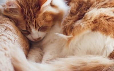 Как освежители воздуха могут убить вашу кошку