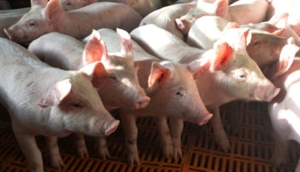 Германия в истерике: в РФ решили отказаться от импорта свинины