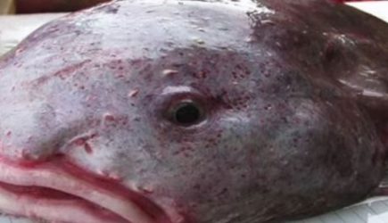 В Бразилии была поймана рыба без кожи и чешуи
