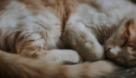 Почему нельзя обижать кошек: народные приметы