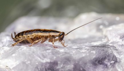 Реальную угрозу от тараканов раскрыл врач