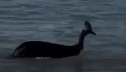 Двухметровая «самая опасная птица в мире» вышла из океана на глазах у людей
