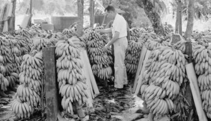 200 000 жертв за дешёвые фрукты. Бананы в РФ везут наследники директора ЦРУ
