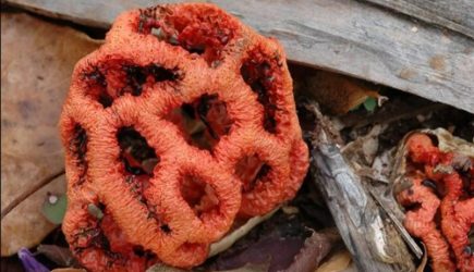 В Сочи предупредили о массовом произрастании краснокнижных ядовитых грибов
